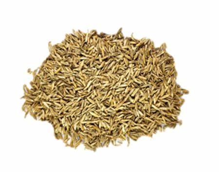 Bermuda Seed